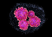 Coronaviruses caught in net, conceptual illustration