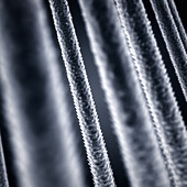 Strands of human hair, illustration