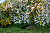 Blühender Apfelbaum mit Gartenbank, Deutschland