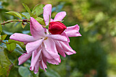 Blütenknospe einer Rose, Deutschland (Rosa)