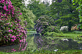 Rhododendronblüte im Breidingsgarten in Soltau, Niedersachsen, Deutschland