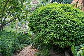 Buchsbaum (Buxus sempervirens) im Garten