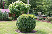 Buchsbaum in (Buxus sempervirens) in Kugelform
