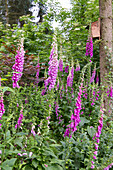 Rosablühender Fingerhut (Digitalis purpurea) im Beet