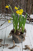 Small tin bucket with planted daffodils wrapped in feathers (Narcissus)