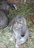 Hare in a stable, with hay