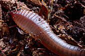 Last segment of an earthworm