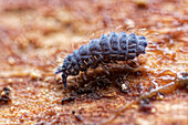Springtail covered with water droplets