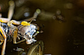 Springtail Heterosminthurus insignis and red mite on a dead insect