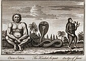 Orangutan, hooded serpent and ape, 18th century illustration