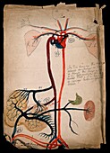 Circulatory system, 19th century illustration