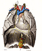 Phrenic nerves, illustration