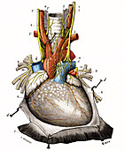 Cardiac plexus, illustration