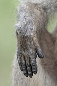 Chacma baboon hand