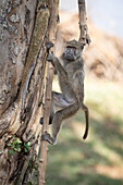 Chacma baboon in tree