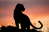 Leopard silhouette