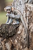 Vervet monkey infant being playful