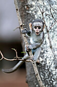 Vervet monkey infant being playful