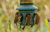 House sparrows feeding at garden feeder