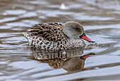 Cape teal