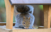 Grey squirrel feeding at bird feeder