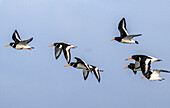 Flock of oystercatchers in flight