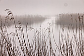 Reed bed and lake on misty morning