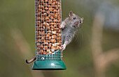 Brown rat feeding at bird feeder