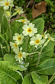 False oxlip (Primula elatior x Primula vulgaris) in flower