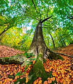 Beech tree in established woodland, UK