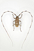 Timberman beetle