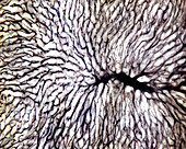 Liver blood vessels, light micrograph