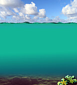 Ocean acidification, illustration