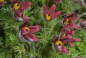 Red pasque flower (Pulsatilla rubra)