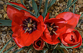 Bokhara tulip (Tulipa linifolia) in flower
