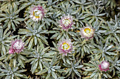 Helichrysum arwae in flower