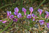 Purple broom (Chamaecytisus purpureus) in flower