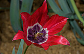 Didier's tulip (Tulipa gesneriana) in flower
