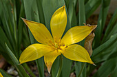 Ferganican tulip (Tulipa ferganica) in flower