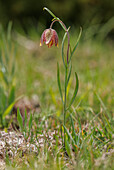 Mountain fritillary (Fritillaria montana) in flower