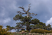 Ancient black pine (Pinus nigra ssp. nigra)