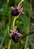 Bee orchid (Ophrys spruneri)