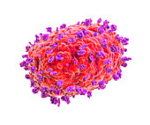 Mpox virus, illustration