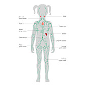 Lymphatic system, illustration