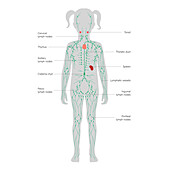 Lymphatic system, illustration