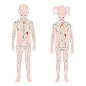 Lymphatic system, illustration