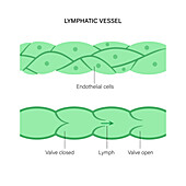 Lymphatic vessel, conceptual illustration