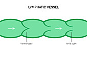 Lymphatic vessel, conceptual illustration