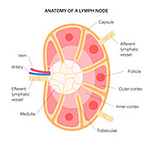 Lymph node anatomy, illustration