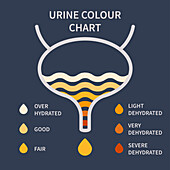 Urine colour chart, illustration